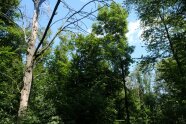 Dürrer Baum neben gesundem Baum
