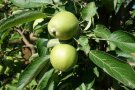 Braeburn
