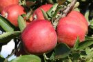 ‘Braeburn‘