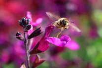 Biene auf einer lila Blüte