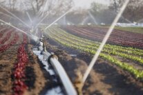 Wasserstrahle aus einer Vorrichtung, die entlang eines Salatbeetes aufgebaut ist