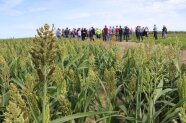 Ein Feld mit Hirse, im Hintergrund eine Menschenansammlung
