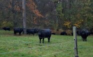 Schwarze Rinder vor einem Waldstück