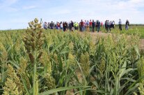 Ein Feld mit Hirse, im Hintergrund eine Menschenansammlung