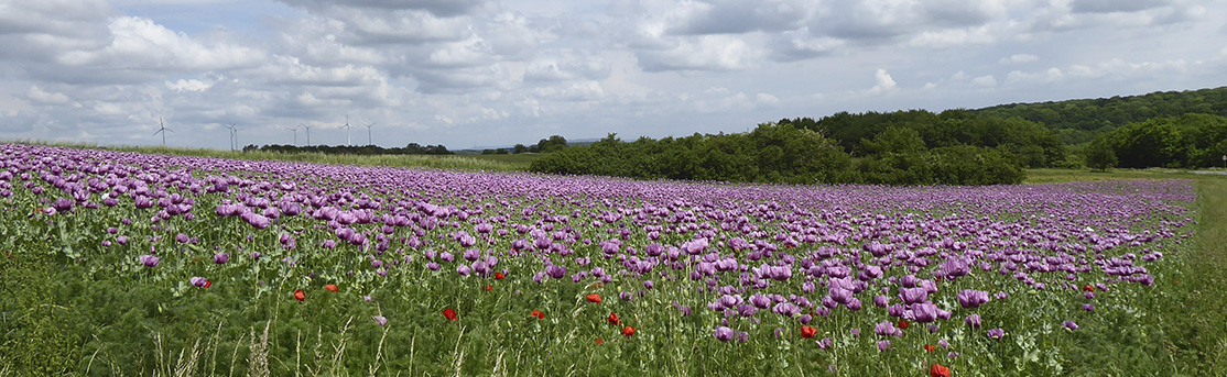 Landschaftspanorama mit lila blühendem Feld und Wäldern im Hintergrund
