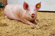 Schwein liegt in einem Stall mit Stroh 