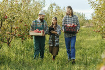 3 Personen laufen durch eine Streuobstwiese, 2 halten Kisten mit Äpfeln, 1 ein Tablet © PantherMedia / Alexandrumusuc