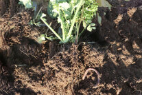 Erdreich mit grüner Pflanze und Wurm